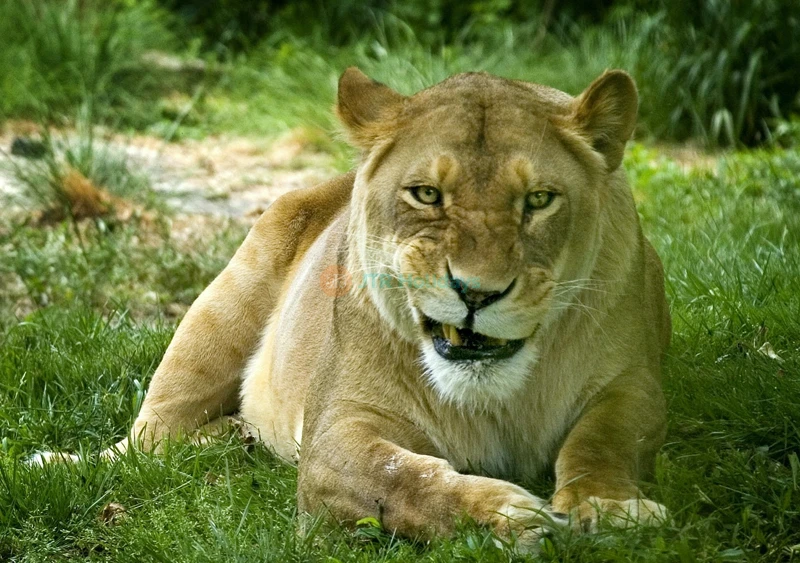 Biglietti Bronx Zoo