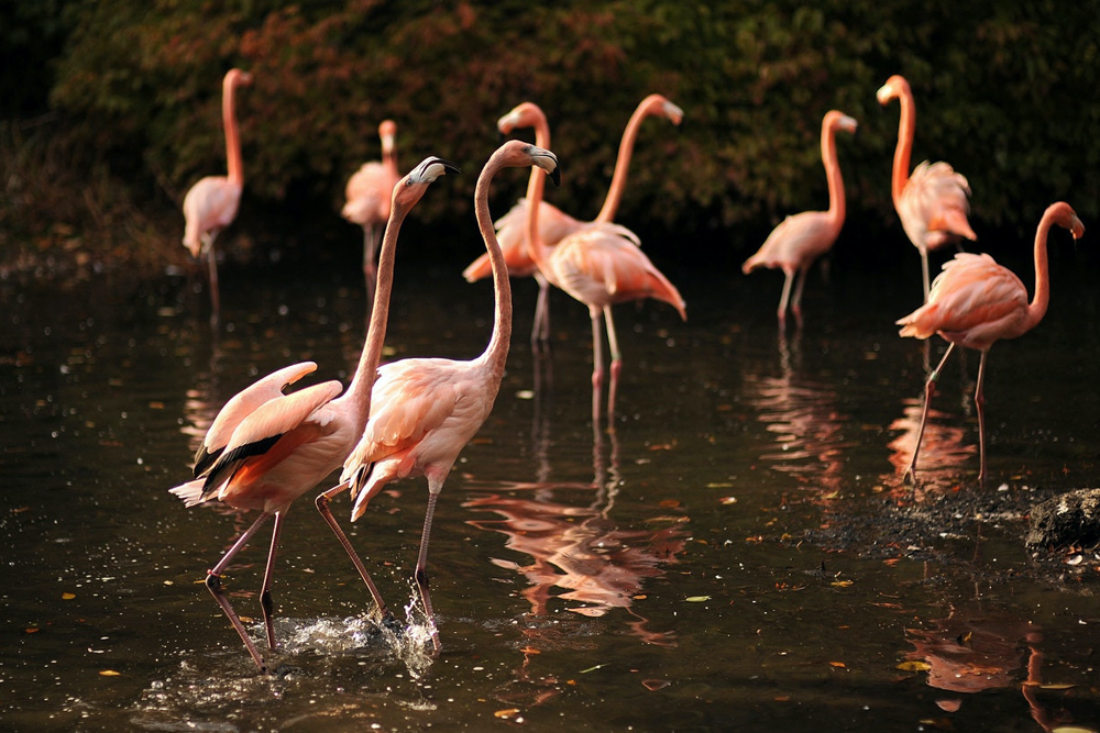Bronx Zoo Tickets - Get your Bronx Zoo tickets and explore New York City's largest urban zoo. Discover over 600 species of animals, interactive exhibits, and beautiful outdoor spaces. A fun and educational experience for all ages. Bronx Zoo Tickets - Image 1 of 5