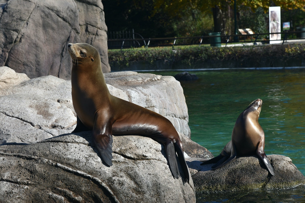 Entradas para el Zoológico del Bronx - Obtén tus entradas para el Zoológico del Bronx y explora el zoológico urbano más grande de la ciudad de Nueva York. Descubre más de 600 especies de animales, exhibiciones interactivas y hermosos espacios al aire libre. Una experiencia divertida y educativa para todas las edades. Entradas para el Zoológico del Bronx - Imagen 3 de 5