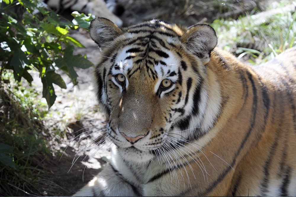 Entradas para el Zoológico del Bronx - Obtén tus entradas para el Zoológico del Bronx y explora el zoológico urbano más grande de la ciudad de Nueva York. Descubre más de 600 especies de animales, exhibiciones interactivas y hermosos espacios al aire libre. Una experiencia divertida y educativa para todas las edades. Entradas para el Zoológico del Bronx - Imagen 4 de 5