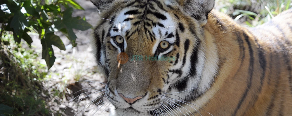 Bronx Zoo Tickets - Image 4 of 5