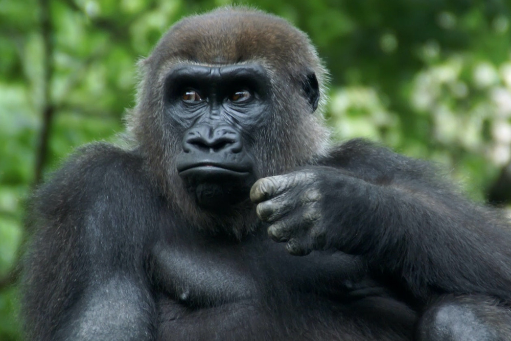 Bronx Zoo Tickets - Image 5 of 5