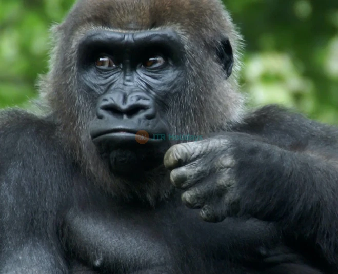 Bronx Zoo Tickets - Image 5 of 5