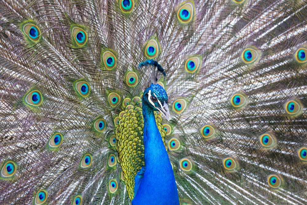 Bronx Zoo Tickets - Image 6 of 7