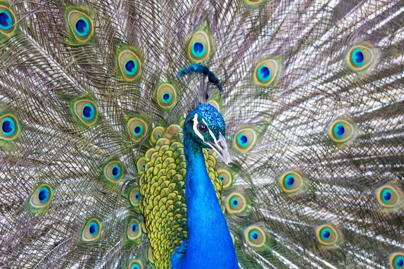 Bronx Zoo Tickets - Image 6 of 7