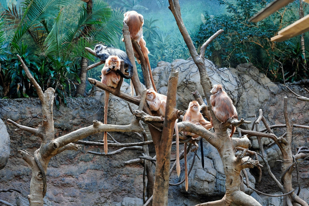 Bronx Zoo Tickets - Image 7 of 7