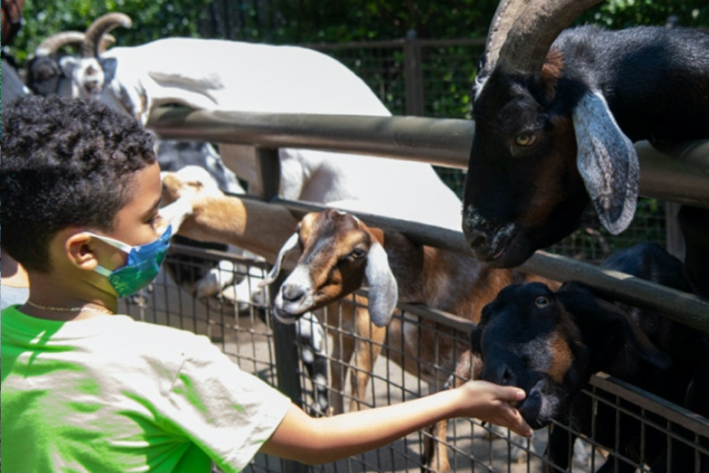 Entrada al Zoológico de Central Park Nueva York - Image 5 of 9