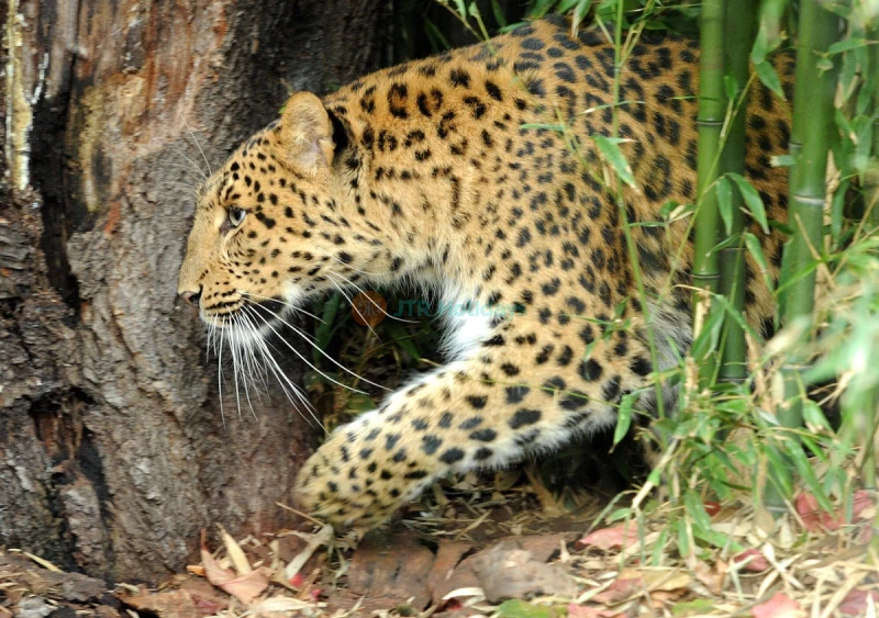 Menagerie, Zoo of the Jardin des Plantes