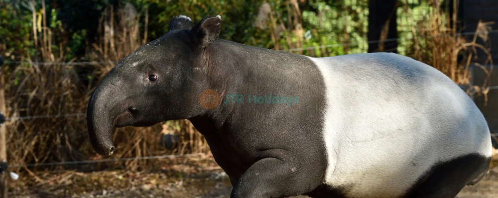 Menagerie, Zoo of the Jardin des Plantes - Wildlife, History & Conservation - JTR Holidays - Image 3 of 5