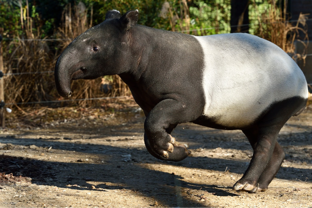 Menagerie, Zoo des Jardin des Plantes - Die Menagerie, Zoo des Jardin des Plantes, ist einer der ältesten Zoos der Welt und beherbergt über 1.200 Tiere, darunter Orang-Utans, Reptilien und seltene Arten. Besuchen Sie die Menagerie, Zoo des Jardin des Plantes, um historische Bauwerke aus dem 19. Jahrhundert wie die Bären-Grube und das Reptilienhaus zu erkunden. Genießen Sie lehrreiche Führungen, treffen Sie die Tierpfleger und erfahren Sie mehr über den Artenschutz in der Menagerie, Zoo des Jardin des Plantes. Es ist ein perfektes familienfreundliches Ziel in Paris, das eine Mischung aus Tierwelt, Geschichte und Lernen bietet. Entdecken Sie die Schönheit der Natur und den Charme der historischen Zooarchitektur in der Menagerie, Zoo des Jardin des Plantes. Menagerie, Zoo des Jardin des Plantes - Bild 3 von 5