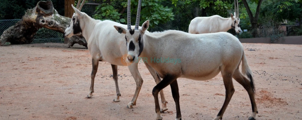 Menagerie, Zoo of the Jardin des Plantes - Wildlife, History & Conservation - JTR Holidays - Image 4 of 5