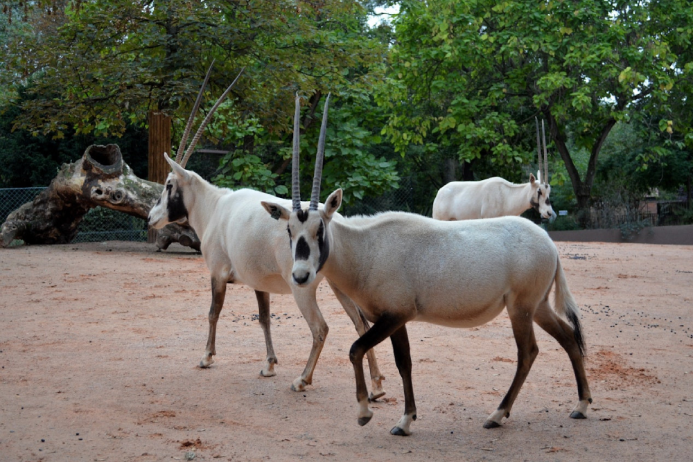 Menagerie, Zoo des Jardin des Plantes - Die Menagerie, Zoo des Jardin des Plantes, ist einer der ältesten Zoos der Welt und beherbergt über 1.200 Tiere, darunter Orang-Utans, Reptilien und seltene Arten. Besuchen Sie die Menagerie, Zoo des Jardin des Plantes, um historische Bauwerke aus dem 19. Jahrhundert wie die Bären-Grube und das Reptilienhaus zu erkunden. Genießen Sie lehrreiche Führungen, treffen Sie die Tierpfleger und erfahren Sie mehr über den Artenschutz in der Menagerie, Zoo des Jardin des Plantes. Es ist ein perfektes familienfreundliches Ziel in Paris, das eine Mischung aus Tierwelt, Geschichte und Lernen bietet. Entdecken Sie die Schönheit der Natur und den Charme der historischen Zooarchitektur in der Menagerie, Zoo des Jardin des Plantes. Menagerie, Zoo des Jardin des Plantes - Bild 4 von 5
