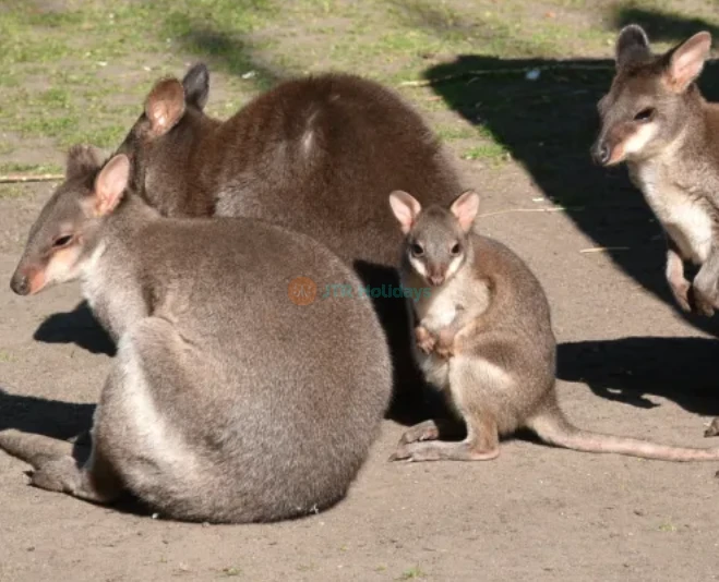 Menagerie, Zoo of the Jardin des Plantes - Wildlife, History & Conservation - JTR Holidays - Image 2 of 5