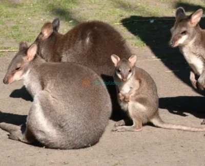 ジャルダン・デ・プラントのメナジェリー（動物園） - 画像 2 の 5