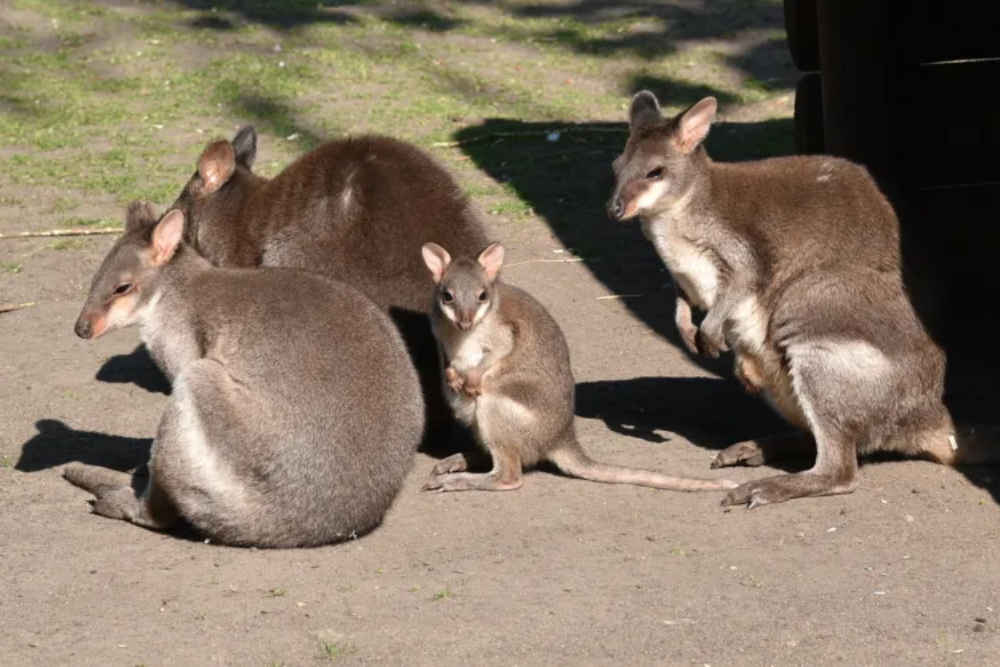 Menagerie, Zoo of the Jardin des Plantes - Image 2 of 5