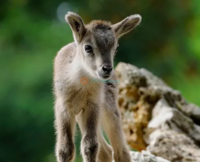 Menagerie, Zoológico del Jardin des Plantes - Imagen 5 de 5