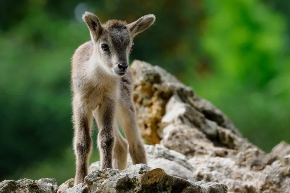 Menagerie, Zoo of the Jardin des Plantes - Image 5 of 5