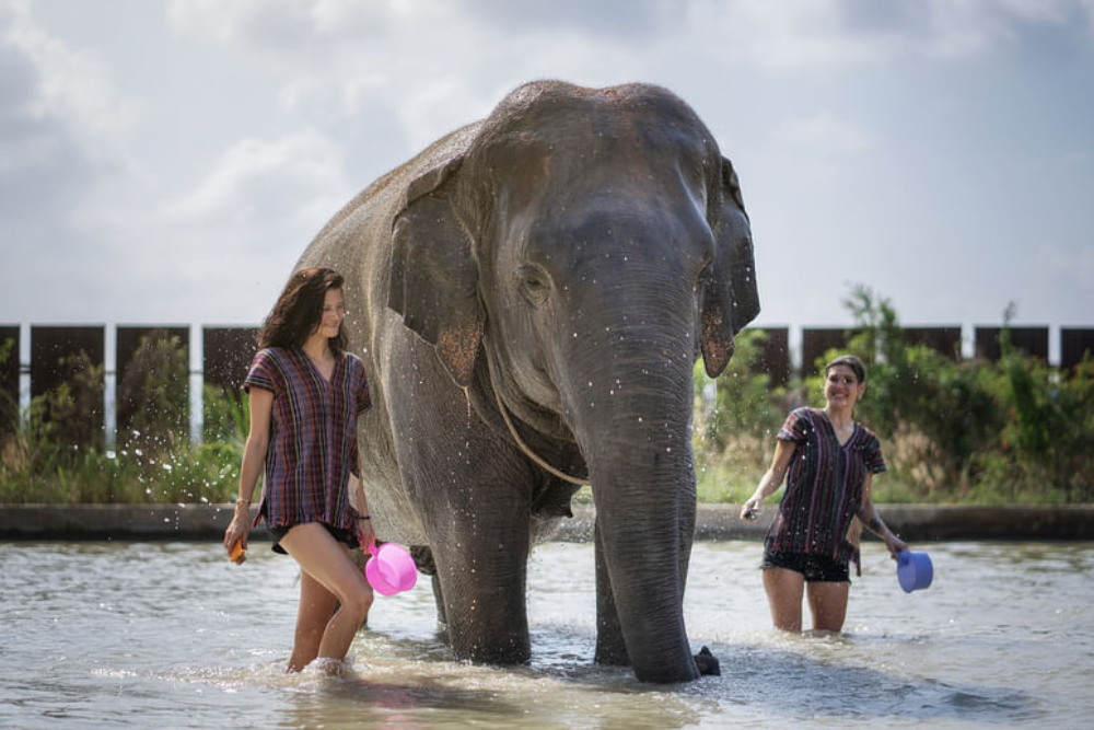 Elephant Jungle Sanctuary Паттайя - Elephant Jungle Sanctuary Паттайя предлагает этичный и незабываемый опыт общения со спасёнными слонами. Посетите Elephant Jungle Sanctuary Паттайя, чтобы покормить, поиграть и сделать фотографии с добрыми гигантами в безопасной среде. Наслаждайтесь веселым грязевым спа и купайте слонов в наружном душе в Elephant Jungle Sanctuary Паттайя. Узнайте о уходе за слонами и поддержите ответственный туризм в Elephant Jungle Sanctuary Паттайя. Создайте незабываемые воспоминания от близких встреч в Elephant Jungle Sanctuary Паттайя, обязательном для посещения месте для любителей животных. Elephant Jungle Sanctuary Паттайя - Изображение 2 из 5