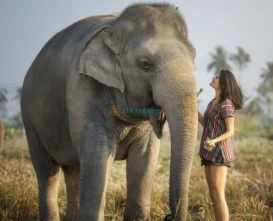 Elephant Jungle Sanctuary Pattaya - Ethical Elephant Experience & Adventure - JTR Holidays