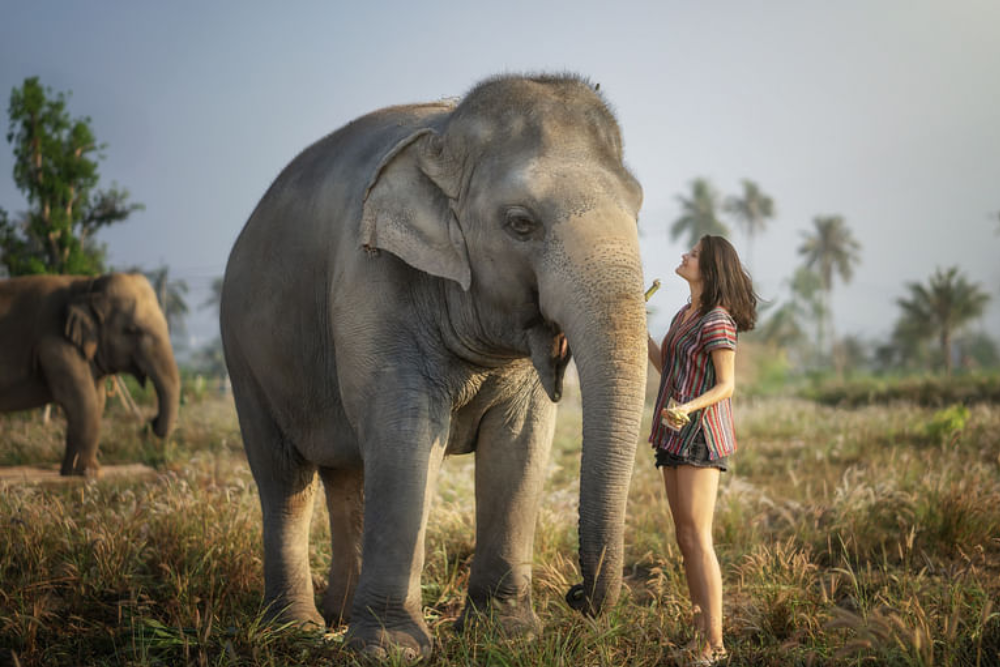 Elephant Jungle Sanctuary Паттайя - Elephant Jungle Sanctuary Паттайя предлагает этичный и незабываемый опыт общения со спасёнными слонами. Посетите Elephant Jungle Sanctuary Паттайя, чтобы покормить, поиграть и сделать фотографии с добрыми гигантами в безопасной среде. Наслаждайтесь веселым грязевым спа и купайте слонов в наружном душе в Elephant Jungle Sanctuary Паттайя. Узнайте о уходе за слонами и поддержите ответственный туризм в Elephant Jungle Sanctuary Паттайя. Создайте незабываемые воспоминания от близких встреч в Elephant Jungle Sanctuary Паттайя, обязательном для посещения месте для любителей животных. Elephant Jungle Sanctuary Паттайя - Изображение 5 из 5