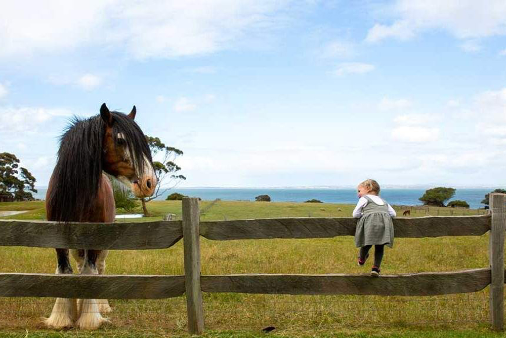Churchill Island Ticket in Phillip Island - Image 1 of 6