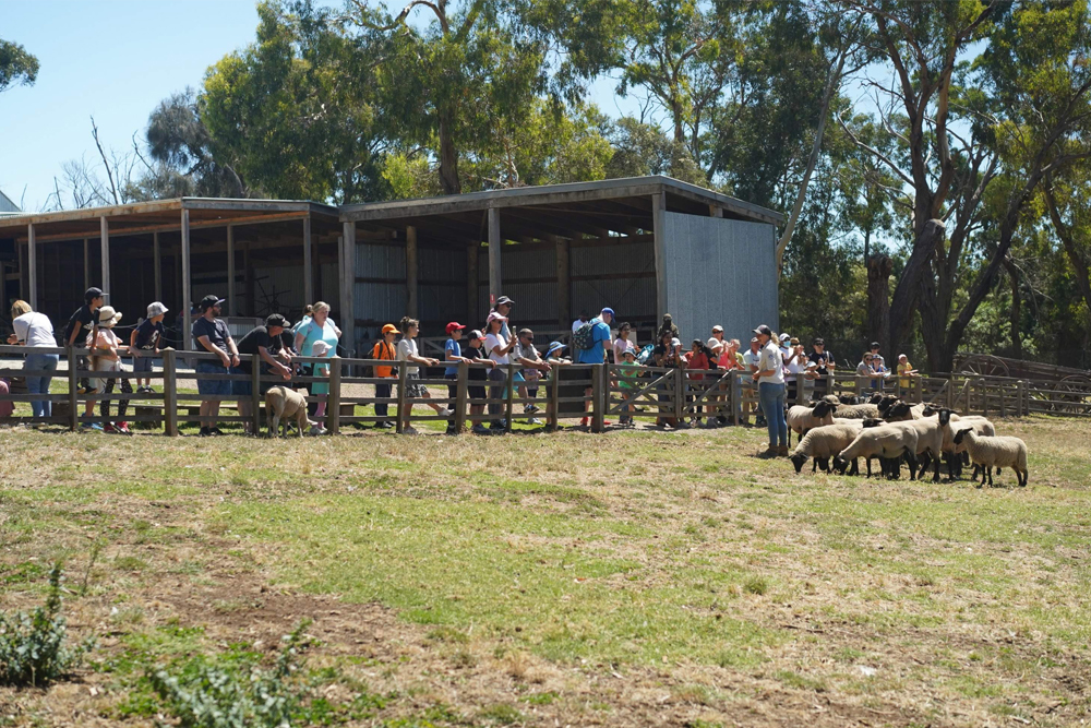 Churchill Island Ticket in Phillip Island - Image 3 of 6