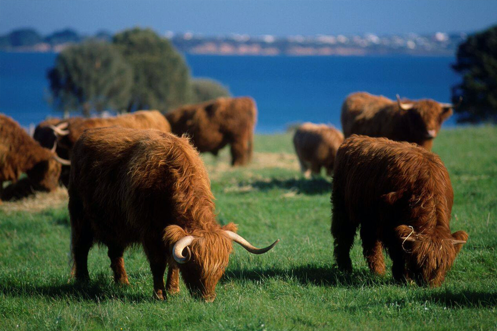 Churchill Island Ticket in Phillip Island - Image 6 of 6