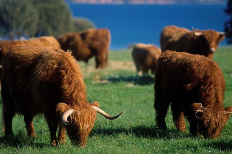 Churchill Island Ticket in Phillip Island - Image 6 of 6