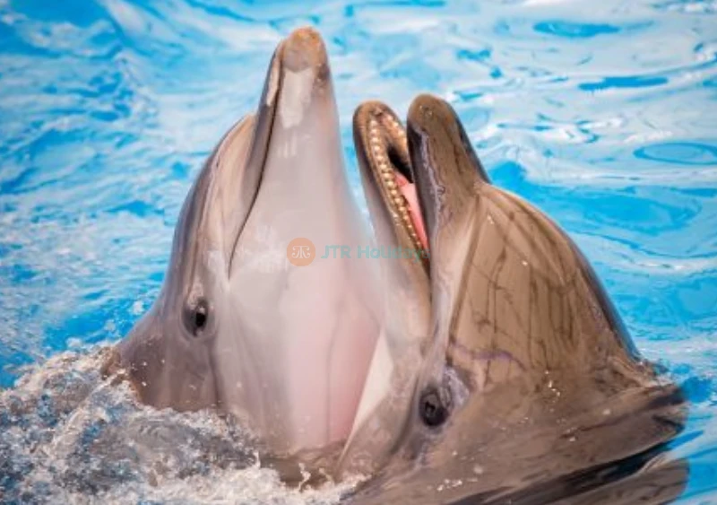 Dolphinarium Pattaya