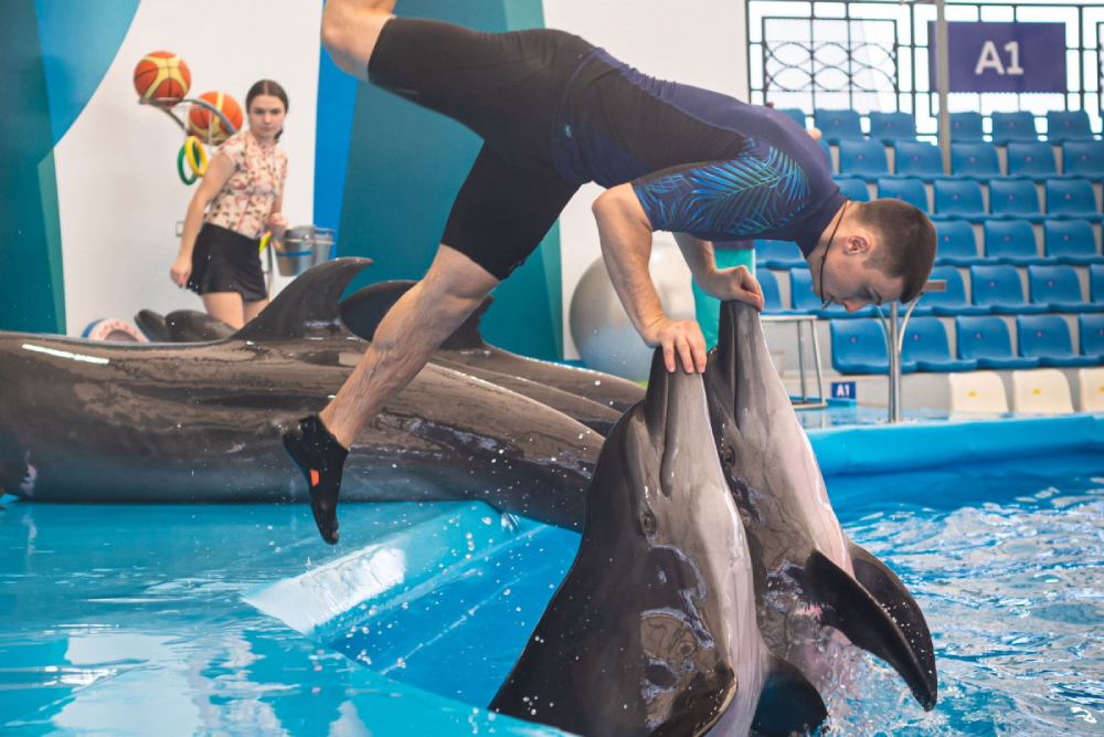 Дельфинарий Паттайя - Image 1 of 7