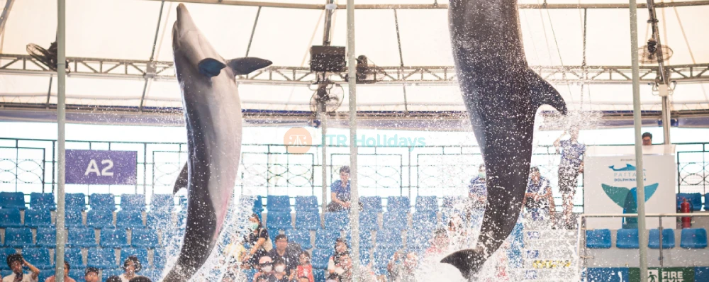 Dolphinarium Pattaya - Swim, Play & Enjoy Spectacular Dolphin Shows - JTR Holidays - Image 3 of 5