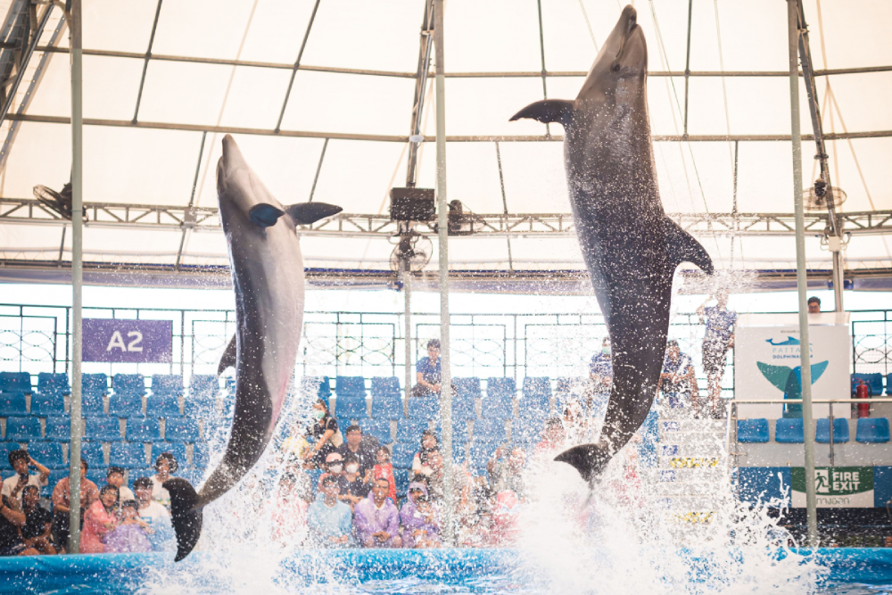 Dolphinarium Pattaya - Dolphinarium Pattaya offers a fun-filled experience with exciting dolphin shows and interactive activities. At Dolphinarium Pattaya, watch dolphins perform amazing tricks and stunts with seals and trainers. Dolphinarium Pattaya gives you the chance to swim, play, and get up close with lovable sea animals. Perfect for families, friends, and kids, Dolphinarium Pattaya guarantees unforgettable memories. Don’t miss the magic of Dolphinarium Pattaya – a must-visit attraction in Pattaya for all animal lovers. Dolphinarium Pattaya - Image 3 of 5