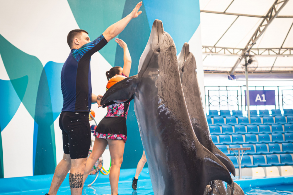 Dolphinarium Pattaya - Dolphinarium Pattaya offers a fun-filled experience with exciting dolphin shows and interactive activities. At Dolphinarium Pattaya, watch dolphins perform amazing tricks and stunts with seals and trainers. Dolphinarium Pattaya gives you the chance to swim, play, and get up close with lovable sea animals. Perfect for families, friends, and kids, Dolphinarium Pattaya guarantees unforgettable memories. Don’t miss the magic of Dolphinarium Pattaya – a must-visit attraction in Pattaya for all animal lovers. Dolphinarium Pattaya - Image 4 of 5
