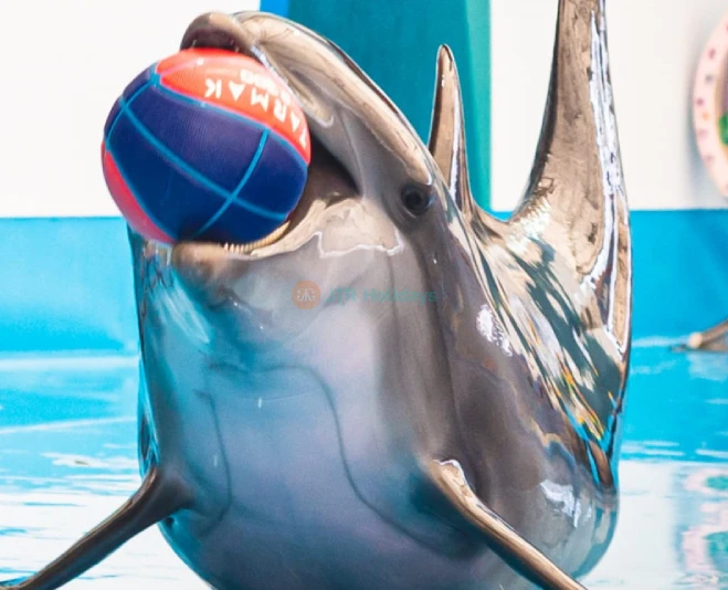Dolphinarium Pattaya - Swim, Play & Enjoy Spectacular Dolphin Shows - JTR Holidays - Image 2 of 5