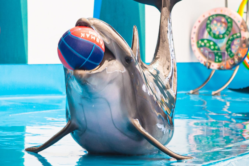 Дельфинарий Паттайя - Изображение 2 из 5