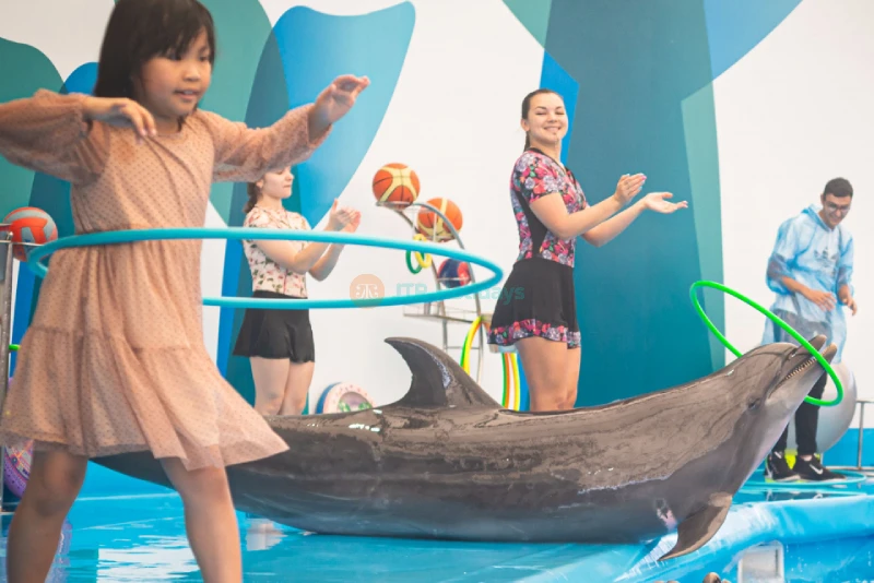Dolphinarium Pattaya - Swim, Play & Enjoy Spectacular Dolphin Shows - JTR Holidays - Image 6 of 7