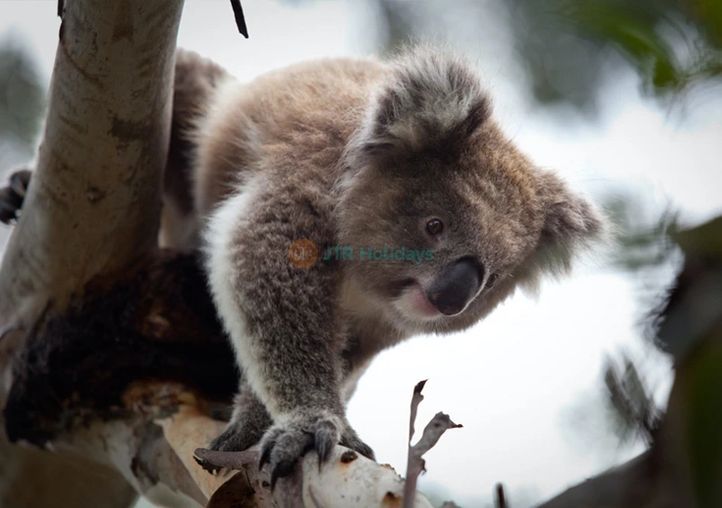 Koala Conservation Reserve Phillip Island