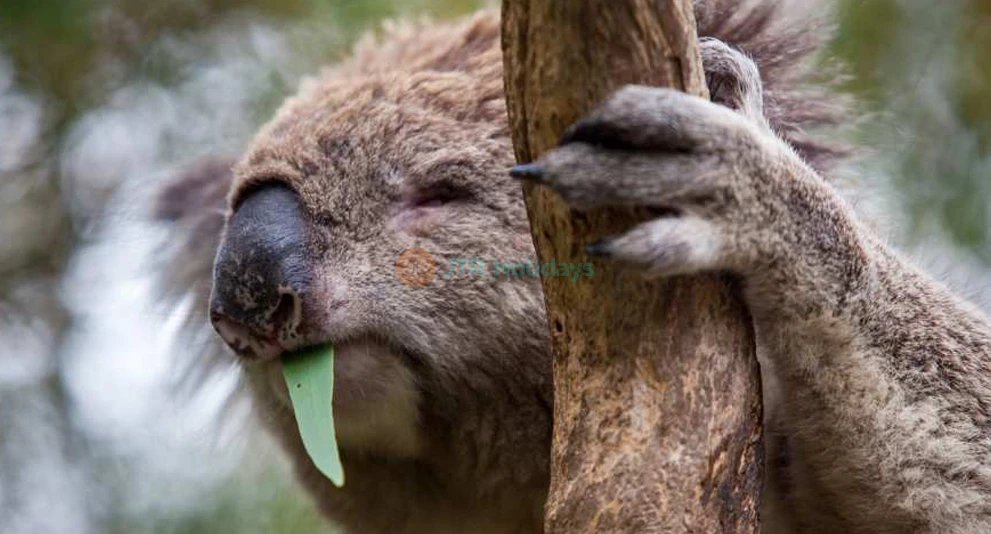 Entrada a la Reserva de Conservación de Koalas en la Isla Phillip - Imagen 1 de 5