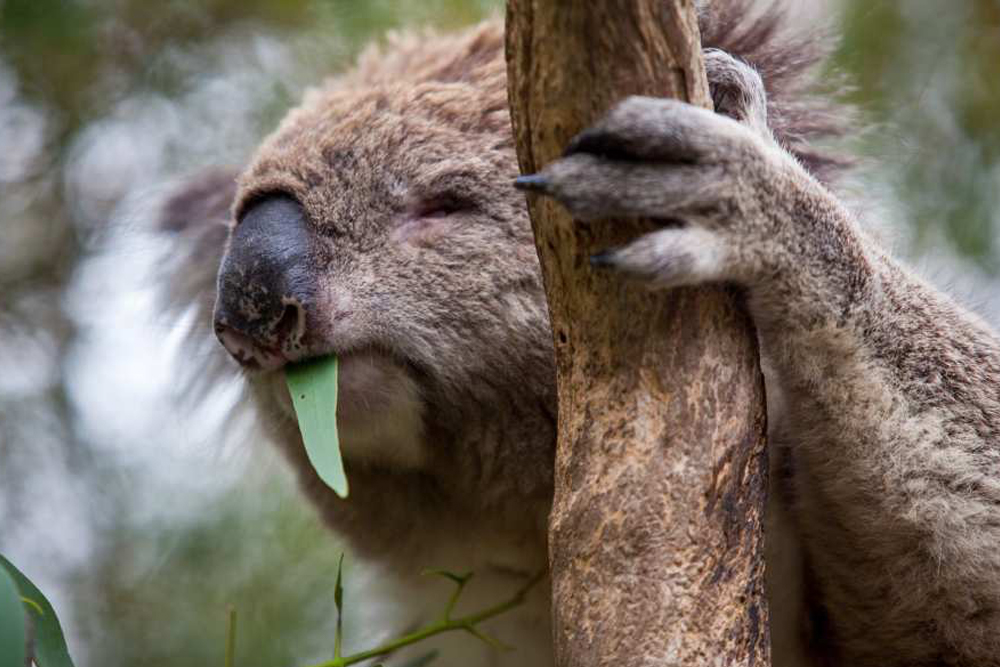 菲利普岛考拉保护区门票 - Image 1 of 7