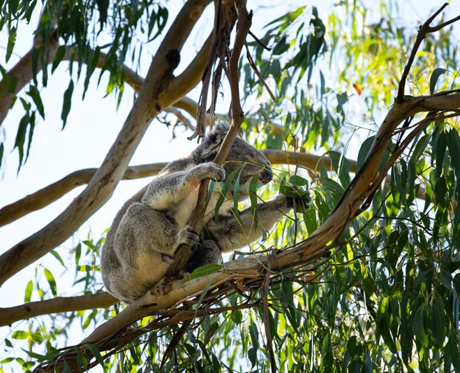 Koala Conservation Reserve - See & Support Koalas - JTR Holidays - Image 2 of 5