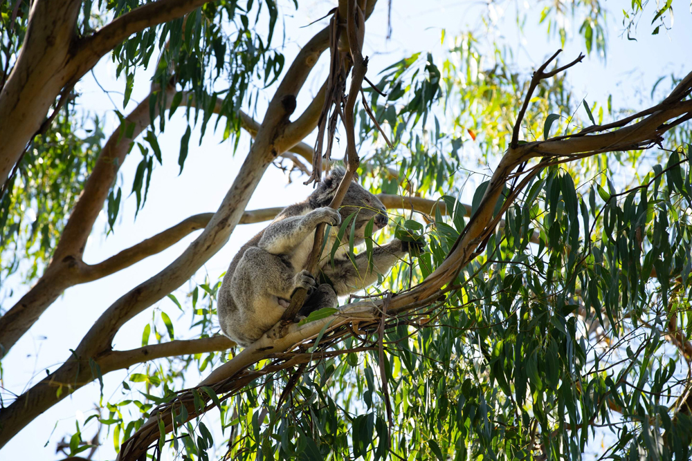 菲利普岛考拉保护区门票 - 图片 2 的 5