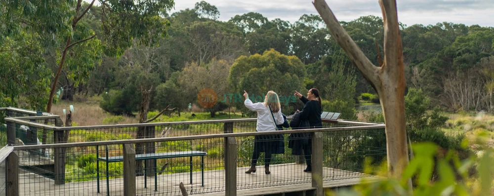 Koala Conservation Reserve - See & Support Koalas - JTR Holidays - Image 3 of 5