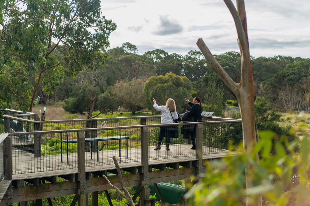 Koala Conservation Reserve Phillip Island - Image 3 of 5
