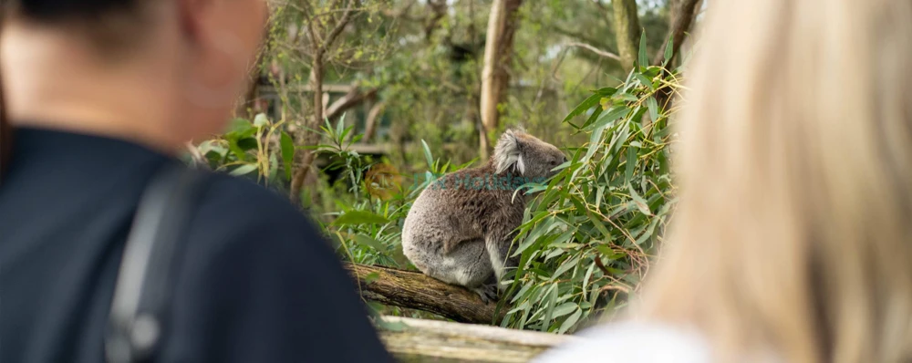 Entrada a la Reserva de Conservación de Koalas en la Isla Phillip - Image 4 of 7