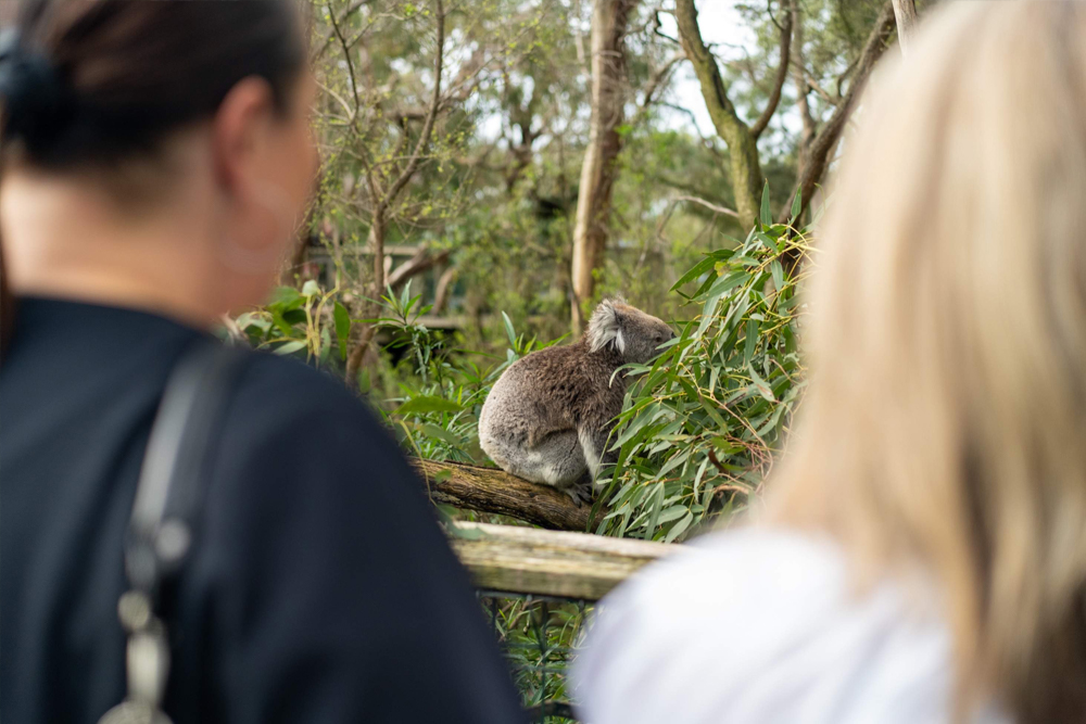 Koala Conservation Reserve Phillip Island - Image 4 of 5