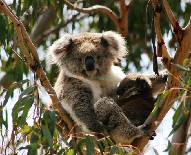 Koala Conservation Reserve - See & Support Koalas - JTR Holidays - Image 5 of 5