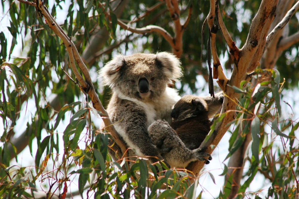 菲利普岛考拉保护区门票 - 图片 5 的 5