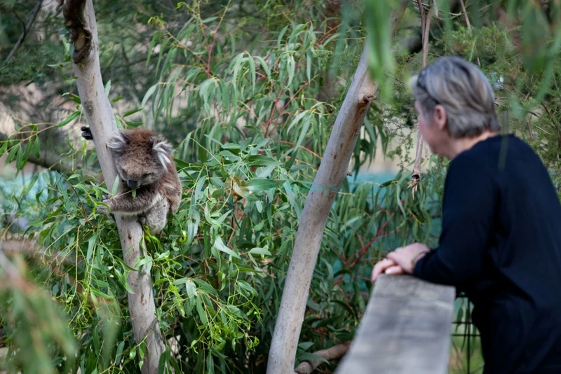 Koala Conservation Reserve - See & Support Koalas - JTR Holidays - Image 6 of 7