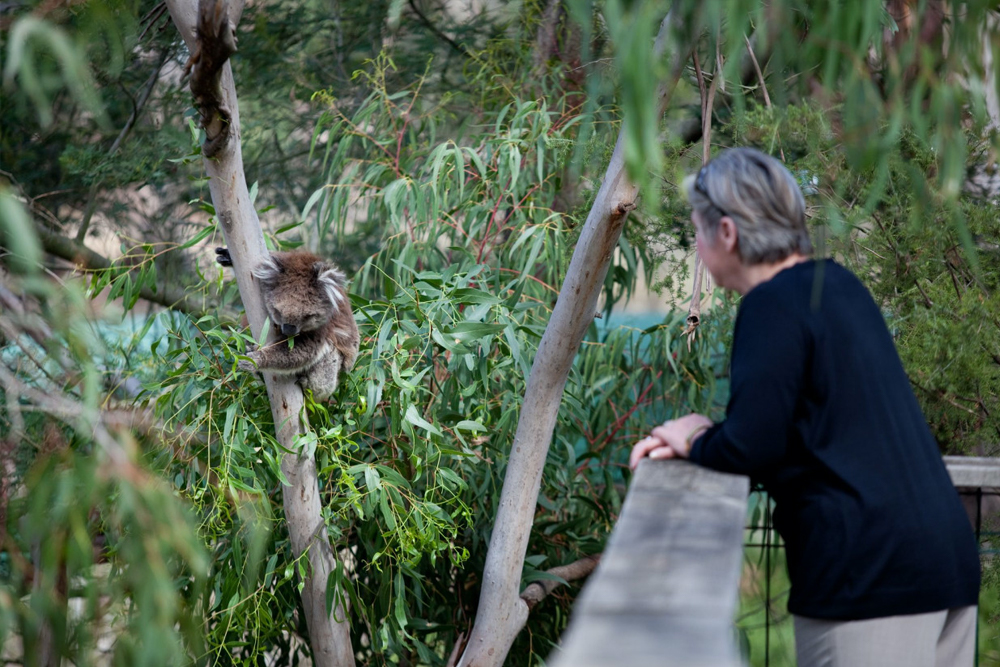 菲利普岛考拉保护区门票 - Image 6 of 7