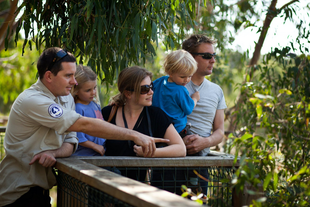 菲利普岛考拉保护区门票 - Image 7 of 7